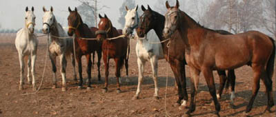 Ejemplares entrenando para el mundial de Kentucky 2010