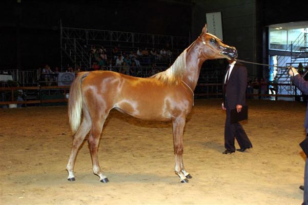 Exposicion Nacional 2006 8