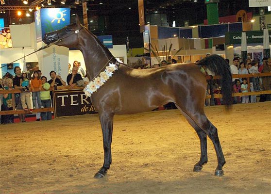 Exposicion Nacional 2006 13