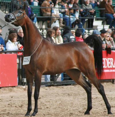 HCE Magbelle 2