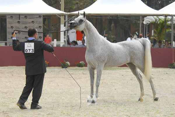 Exposicion Nacional Brasilera 6