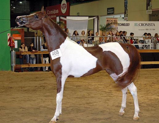 Exposicion Nacional Argentina 1