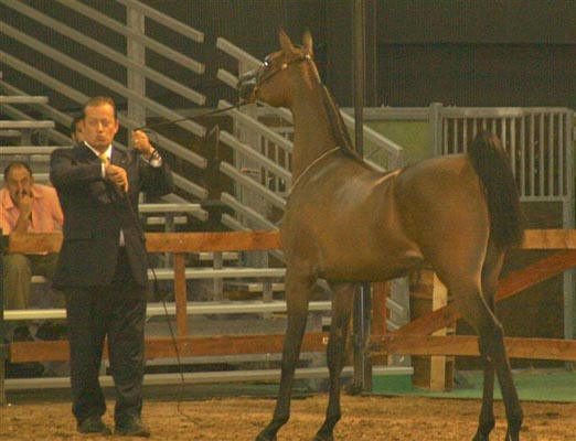 Exposicion Nacional Argentina 7