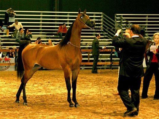 Exposicion Nacional Argentina 11