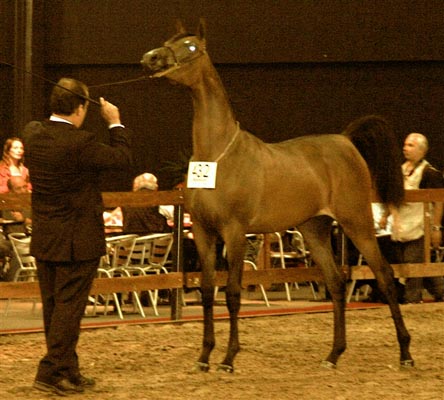 Exposicion Nacional Argentina 13