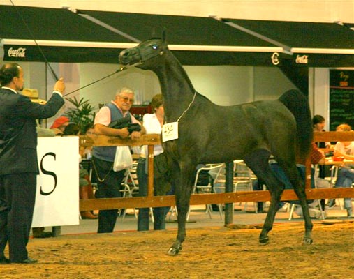 Exposicion Nacional Argentina 17