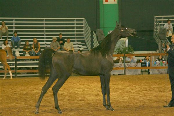 Exposicion Nacional Argentina 18