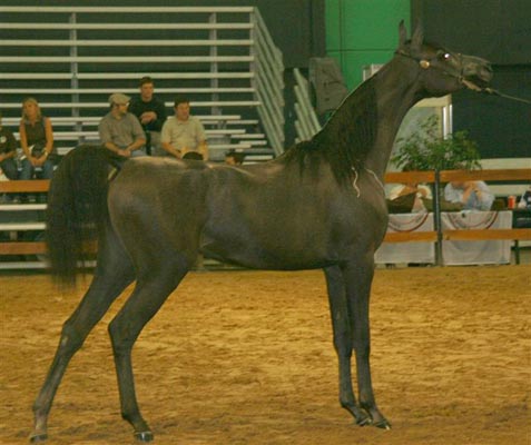 Exposicion Nacional Argentina 19