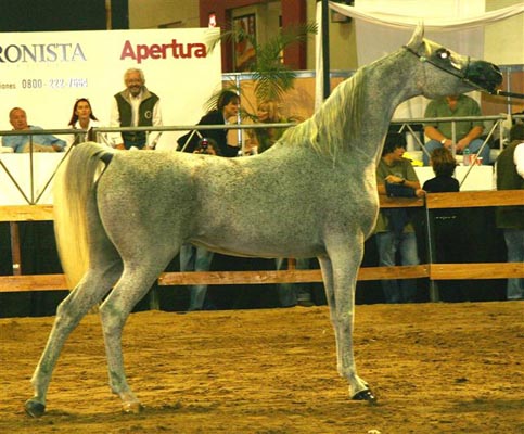 Exposicion Nacional Argentina 21