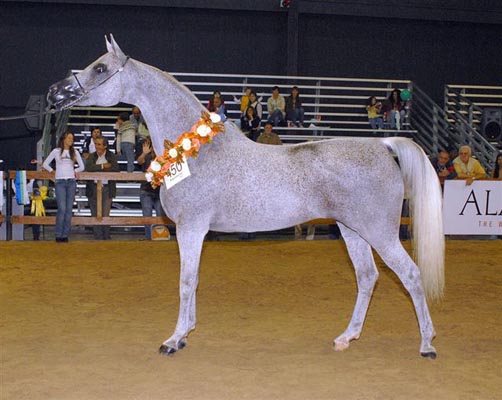 Exposicion Nacional Argentina 24