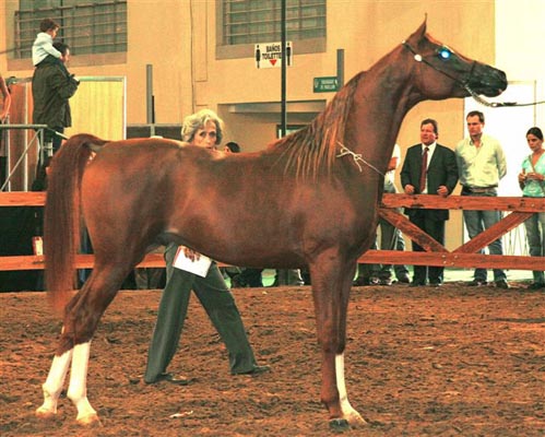 Exposicion Nacional Argentina 28
