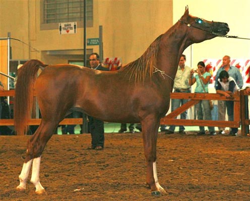Exposicion Nacional Argentina 29