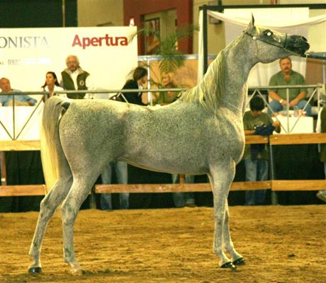 Exposicion Nacional Argentina 33