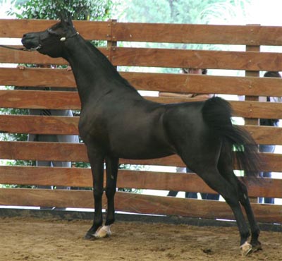 Magrivana 1